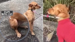 집밖 나서려고만 하면 온몸 굳은 채 산책 거부하는 개농장 출신 강아지의 트라우마