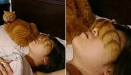 형광등 너무 밝아 잠 안온다는 집사 위해 꼬리로 눈 가리개 해주는 센스쟁이 냥이