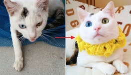 쓰레기장에서 버려진 채 발견돼 지금의 집사 만나 미모 냥이가 된 고양이