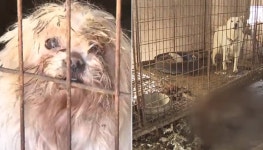 살아있는 개 불에 태워 도살…전기 충격기로 잔인하게 개 도살한 농장주 적발