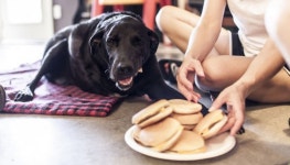 나는 오늘 죽었습니다…암투병 강아지가 눈 감기 전 가족과 함께 보낸 마지막 하루