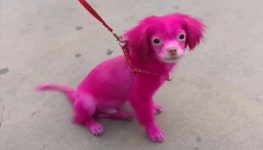 주인이 핑크로 강제 염색 시켰는데도 사람 보면 좋아서 꼬리 흔드는 강아지