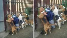 호기심에 꼬리 살랑살랑 흔들고 있는 강아지들이랑 함께 염탐(?)하는 중인 꼬마