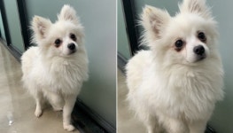 [유실동물 공고] 천안의 한 사우나 앞에서 구조된 복슬 복슬 새하얀 털의 강아지