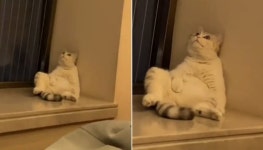 유난히 힘들었던 오늘 하루 지나가자 멍 때리고 앉아 있는 내 모습 같다는 고양이