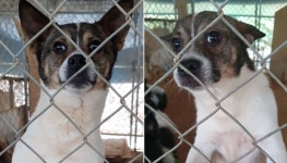 칠복이가 새끼 때 개농장으로 끌려가는 모습 보고 직접 데려온 보호소 소장님