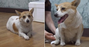 뺑소니 사고 당해 뒷다리 쓰지 못하고 바닥 질질 끌고 다녀 꼬리쪽 뼈까지 드러난 강아지