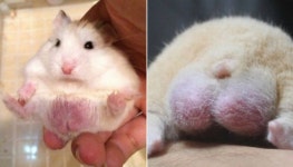 햄스터 몸에 큰 종양 2개 생긴 줄 알고 동물병원 달려간 집사가 머쓱해진 반전 이유