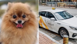 카카오 버전 반려동물 전용 택시 나오나…펫미업 파격 인수한 카카오모빌리티