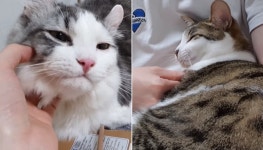 단 한번도 아이들을 괴롭히지 않았습니다…근황 공개하며 복귀한 유튜버 갑수목장