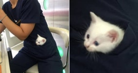 동물병원 갔다 주머니 안에 쏙 들어가 있는 하얀 솜뭉치 보고 심장 멎는 줄 알았어요