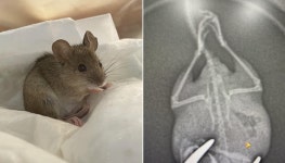 뒷다리 다친 채 들어간 곳이 동물병원…생쥐 구조해 엑스레이 찍고 치료해준 수의사