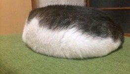 우리집 고양이는 제가 우울할 때면 정말 신기하게도 개인기 고등어를 보여줍니다