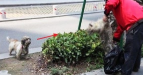 로드킬 당해 죽은 남편 행인이 쓰레기봉투에 담아가자 하염없이 흐느껴 우는 아내 유기견