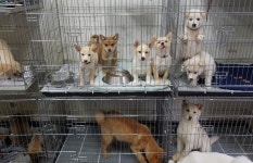 용인시, 동물보호센터에서 강아지나 고양이 등 유기동물 입양하면 최대 15만원 지원
