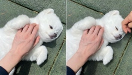 바닥에 누워서 멍 때리고 있다가 한소희의 손길에 기분 좋아진 솜뭉치 댕댕이
