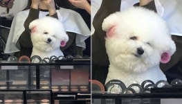 언니! 오늘 예쁘게 해주세요…미용실서 머리하는 집사 따라 예뻐 보이려 꽃단장한 비숑