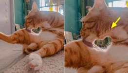 시크하고 도도한 척 집사 쳐다보지도 않더니 털 손질하면서 사랑 고백하는 츤데레 고양이