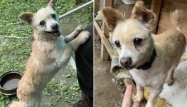 봉지 안에 담긴 채로 유기됐다가 구조돼 봉달이라고 이름 붙은 순둥이 강아지