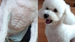 토실토실하게 살찐 줄 알았던 우리집 강아지…알고 보니 초콜릿 복근 가진 몸짱이었다