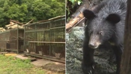 용인 사육장 탈출한 곰은 원래 1마리…불법 도축 사실 숨기려고 거짓말한 농장주