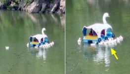 오리배가 자기 엄마인 줄 알았는지 곁에 모여서 졸졸 따라다니는 오리들