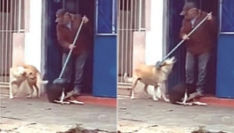 빗자루 들고 가게 앞 입구 쓸고 있는 할아버지에게 자기 등 긁어달라 부탁하는 강아지