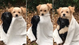 바람 쌀쌀하게 불자 누나 감기에 걸릴까봐 자기 품에 꼭 끌어 안아당기는 동생 강아지