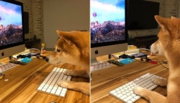 혼자 있을 강아지 눈에 밟혀서 회사에 데리고 출근했는데 잠시후 벌어진 상황