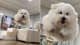 가끔 우리집 댕댕이가 자기가 새라도 되는 줄 착각하고 하늘을 폴짝 날으려고 해요