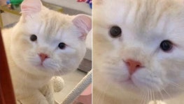 무섭게 노려보는 고양이 단번에 순딩순딩한 착한 고양이로 만든 어느 집사의 마법(?)