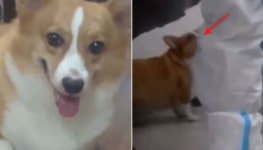 주인 격리된 사이 집에 들어가 반려견 도살했다가 CCTV 찍혀 딱 걸린 방역요원