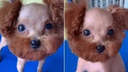 미용실에 푸들 맡겼는데 털보 아저씨(?)로 집에 돌아와 집사 멘붕 빠지게 만든 강아지