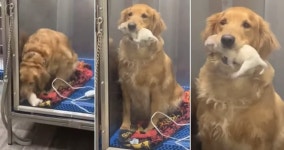 출산 때문에 동물병원 입원한 어미 리트리버 강아지 보러 병문안 간 집사가 본 상황