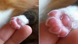 "댕댕이 발바닥 봤다가 오동통한 분홍 젤리 가득 차있는 모습에 심장이 터질 것 같아요"