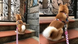 옆집 친구가 무지개 다리 건넜는데 그 사실 모르고 매일 대문 앞에 앉아 기다린다는 강아지