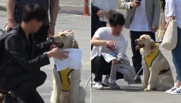 시각 장애인이 안내견에게 63빌딩 가는 길 설명해달라고자 하자 시민들이 보인 반응