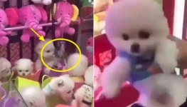 밀폐된 인형 뽑기에서 살아있는 진짜 강아지 뽑고 즐거워하는 개념상실 남성