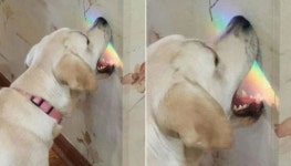 벽에 비친 무지개빛 보고 느닷없이 입부터 들이댔다가 굴욕샷만 남긴 식탐왕 댕댕이