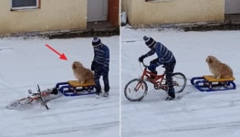 하늘에서 내린 눈 수북히 쌓여있자 강아지 데리고 밖에 나와 썰매 태워 끌어주는 소년