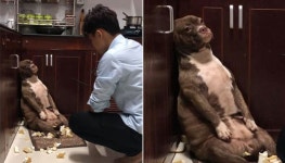 베개 통째로 물어뜯어 난장판 만들었길래 집사가 꾸짖자 구석지에서 벌 받던 강아지 표정