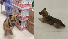 치료 받다 숨진 주인…하늘나라 떠난 줄도 모르고 병원 로비에서 기다리는 강아지의 뒷모습