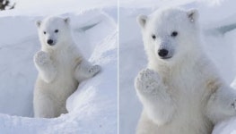 카메라랑 눈 마주친 아기 북극곰이 조심스레 손 들어 올리더니 안녕♥ 인사하고 있어요