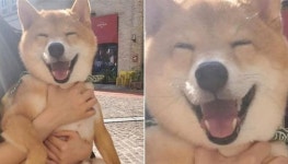 화창한 날씨에 산책 나오자 기분 많이 좋았는지 초승달 눈웃음 지어 보이는 흥부자 댕댕이