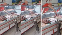 정육점에 들어가서 자기 먹고 싶은 고기 달라며 앞발로 툭툭 치고 요구하는 고양이