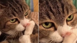 댕댕이 발에는 꼬순내 난다고 했더니…분홍젤리 발바닥 할짝거리면서 냄새 맡는 고양이