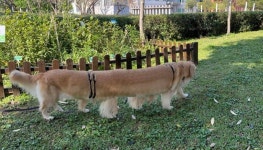 공원 산책 도중 집사의 실수로 몸길이 300cm 세상에서 가장 긴 강아지(?)가 된 골댕이