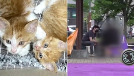 새끼 고양이 13마리 입양한 뒤 죽인 학대범한테 왜 학대했냐고 묻자 JTBC 기자에게 한 말