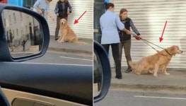 산책 나온 줄 알았다가 동물병원 앞에 다다르자 들어가기 싫다면서 실랑이 벌이는 강아지