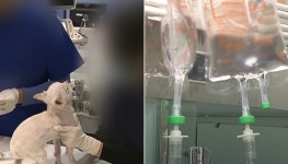 아픈 반려견 고통 덜어주고자 어렵게 안락사 결정했는데…마취 없이 안락사 진행한 동물병원